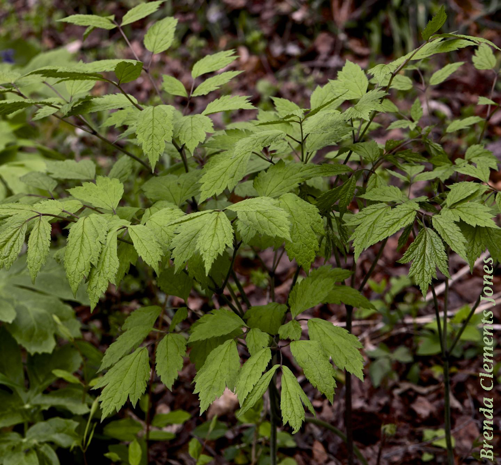 black-cohosh