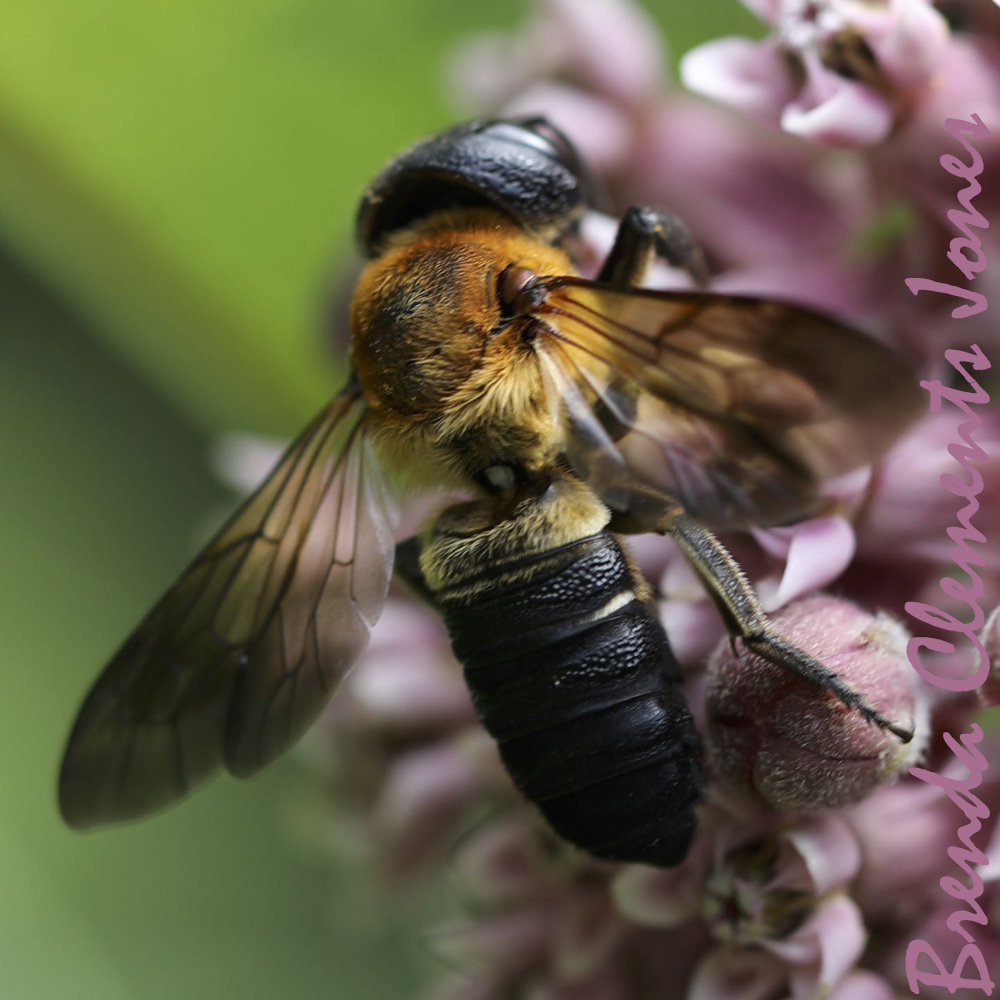 Giant Resin Bees