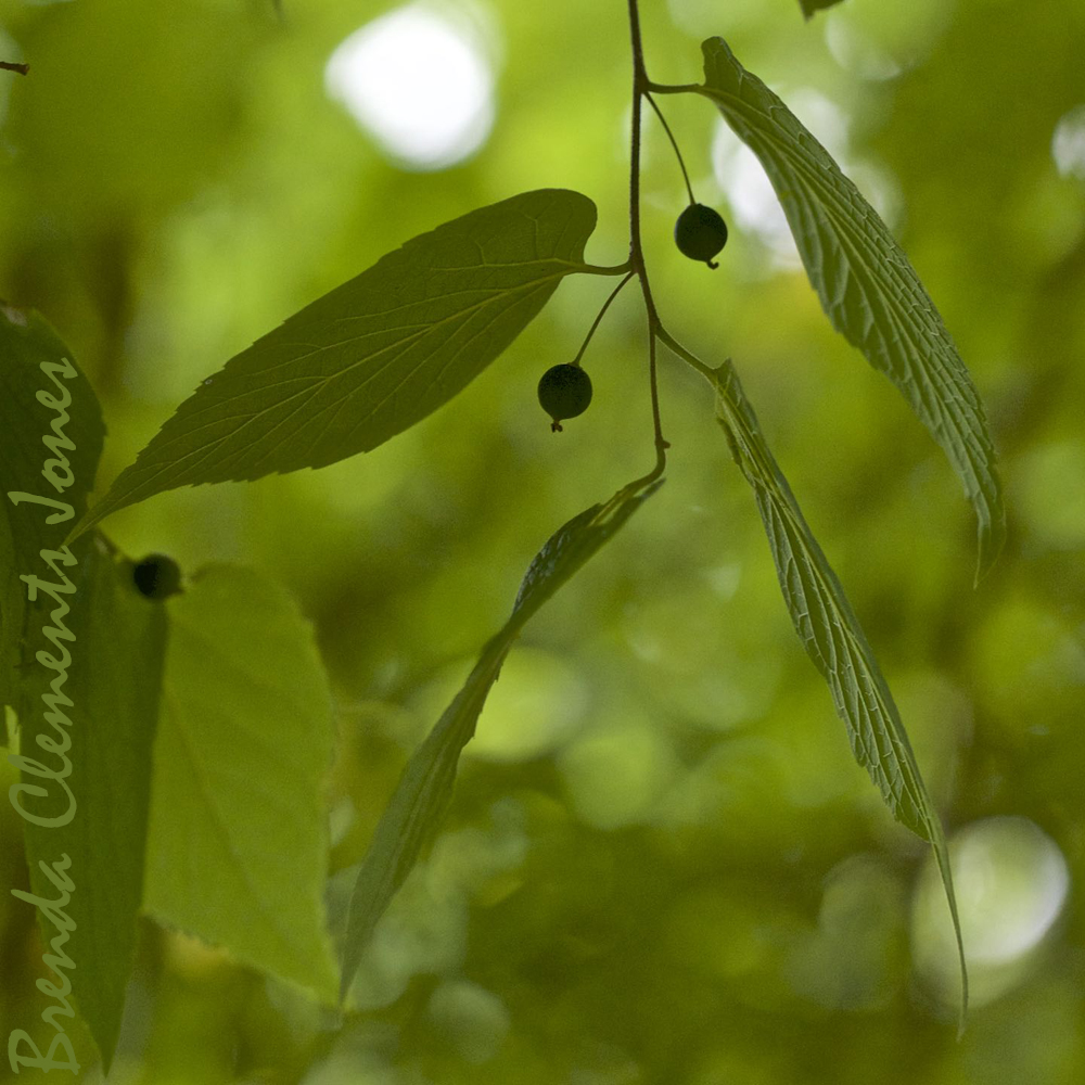 Common Hackberry