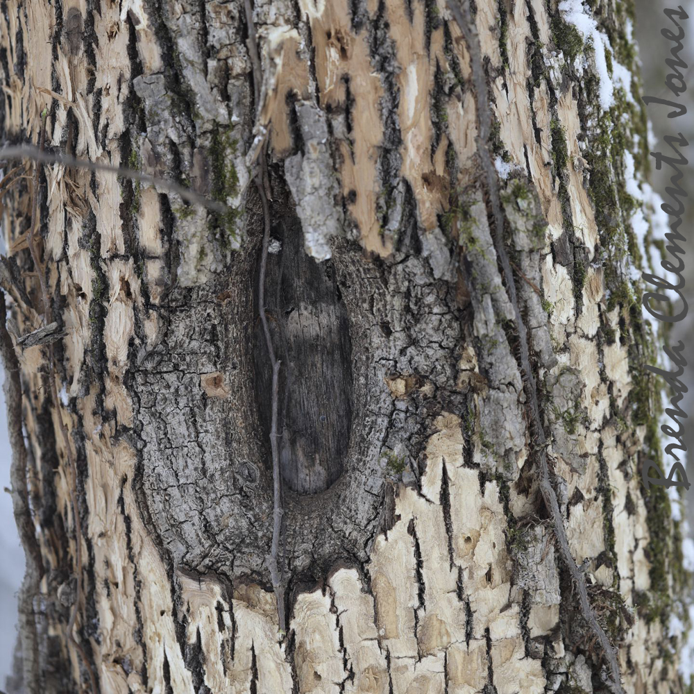 Ash Trees