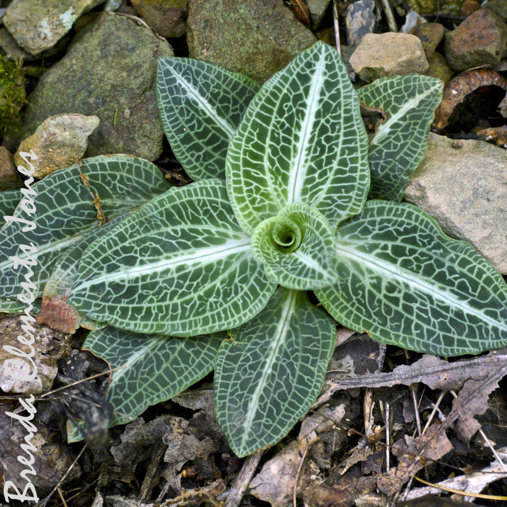 Downy Rattlesnake Plantain, Another Orchid!