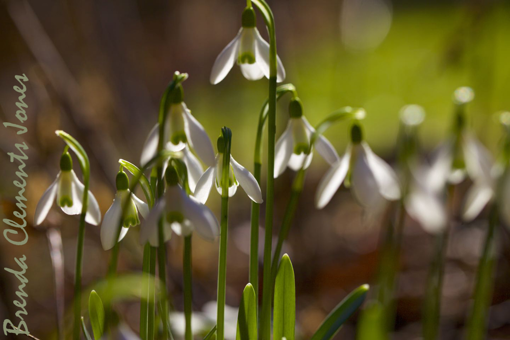 Snow Drops