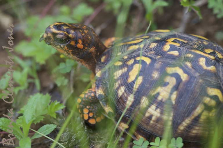 Brumation of Box Turtles