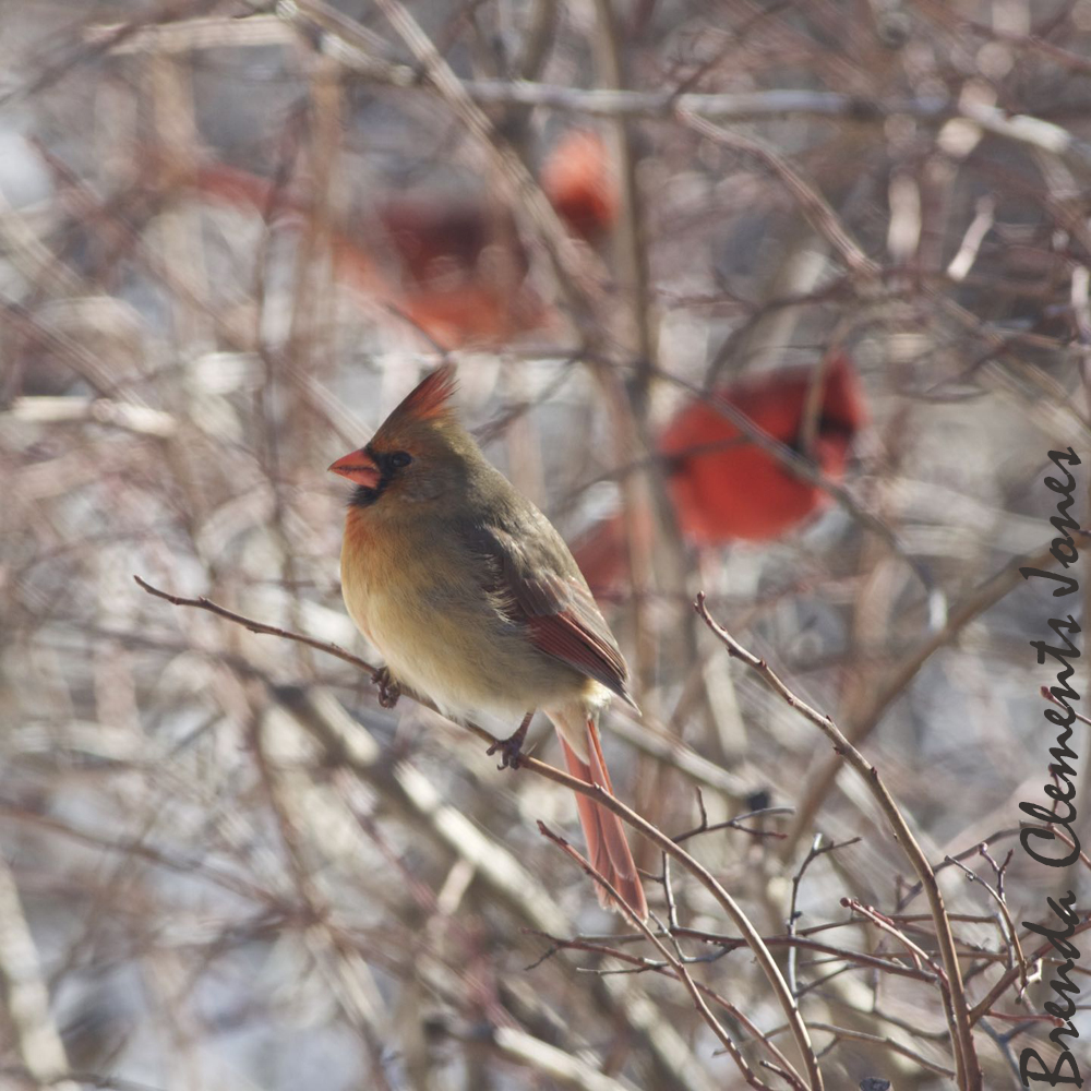 Northern Cardinal