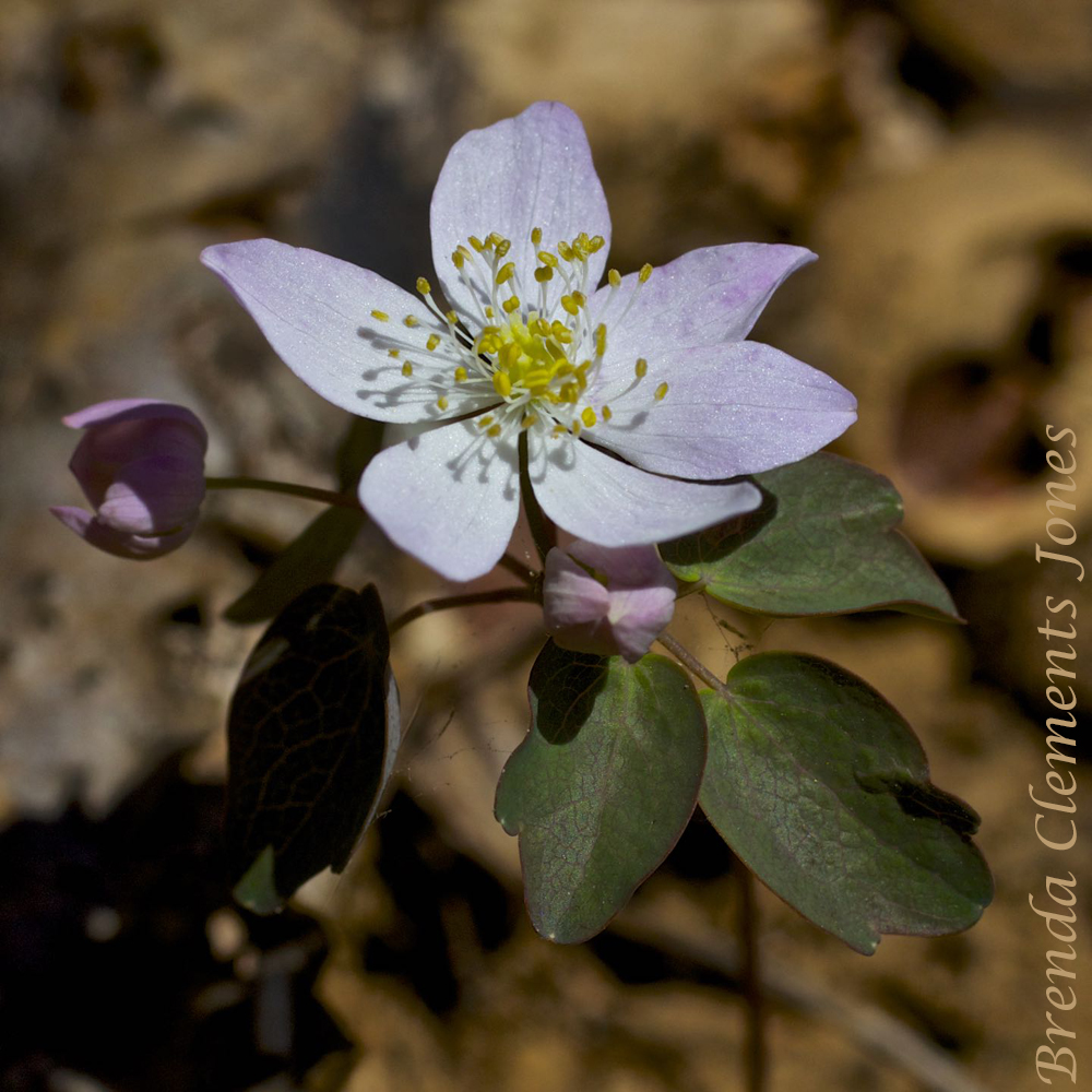 Rue Anemone