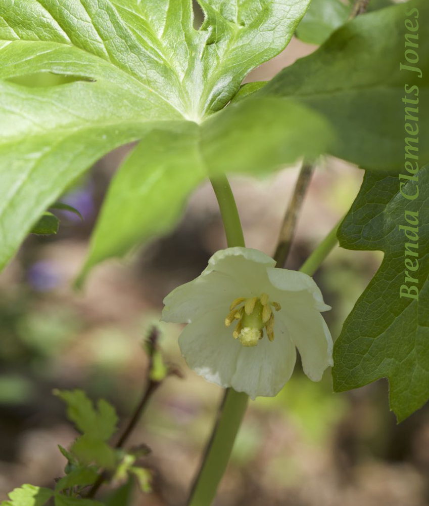 Mayapple