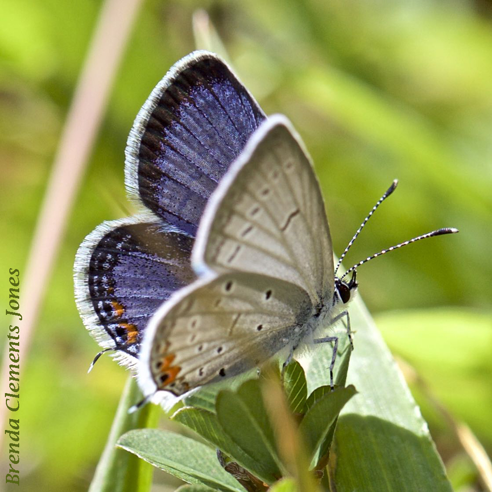 Eastern Tailed Blue