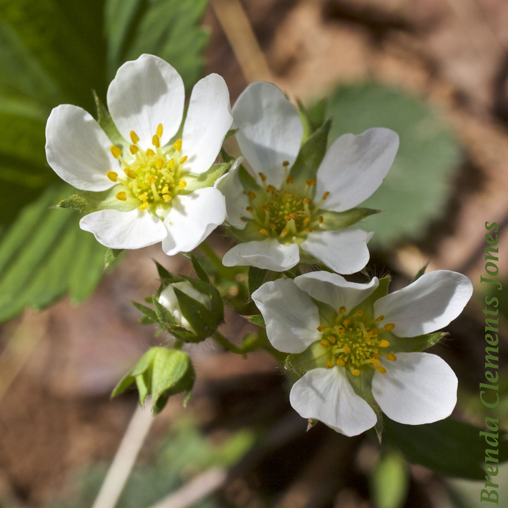 Wild Strawberries