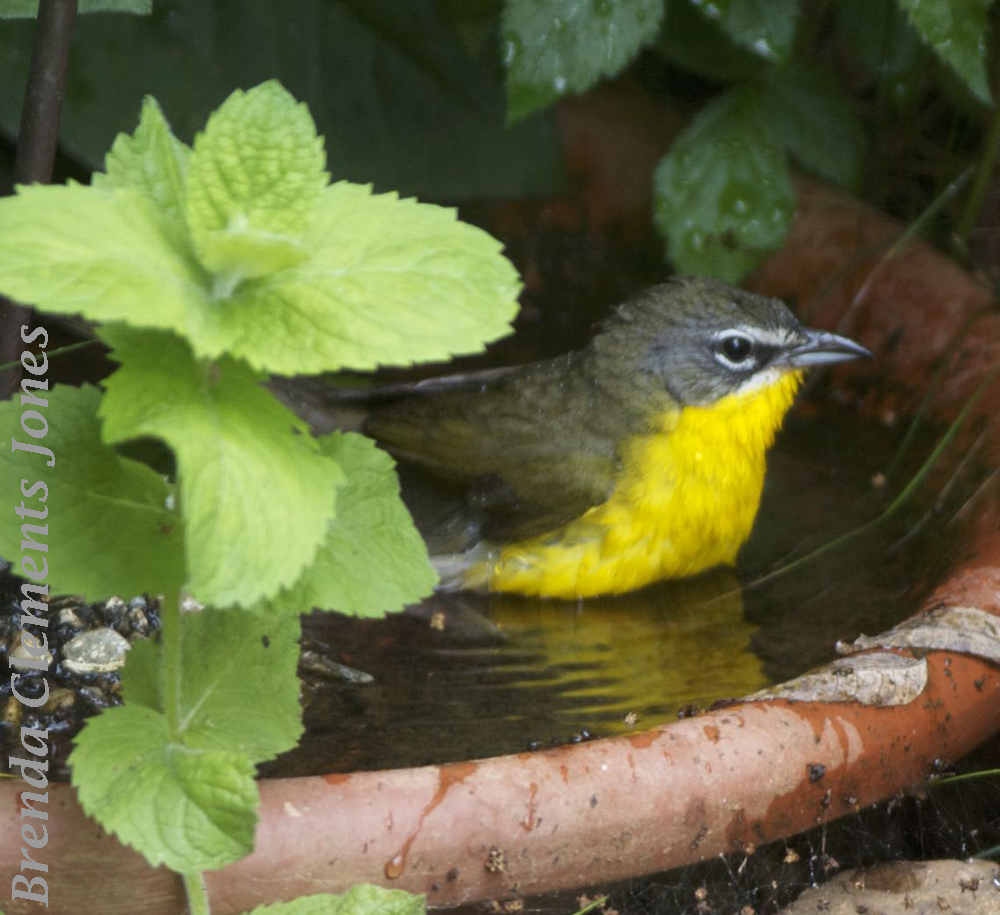 Yellow-breasted Chat