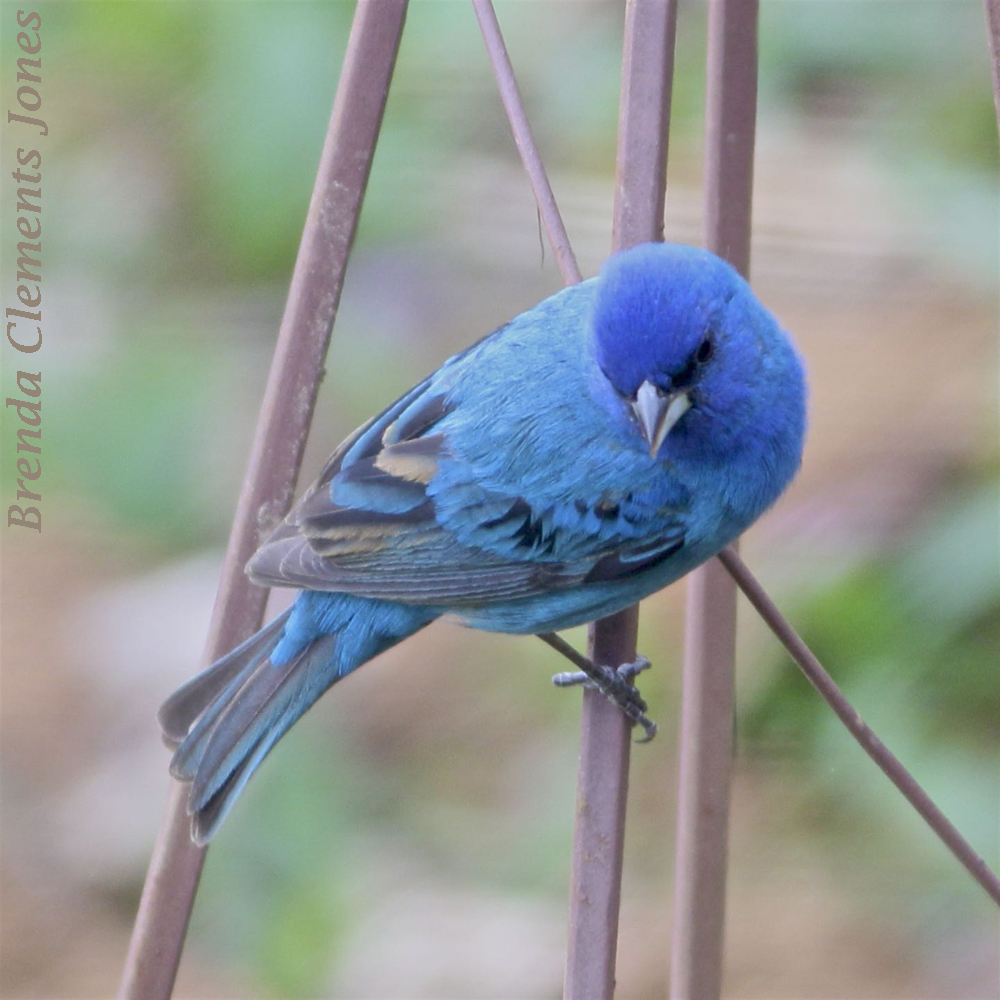 Indigo Bunting