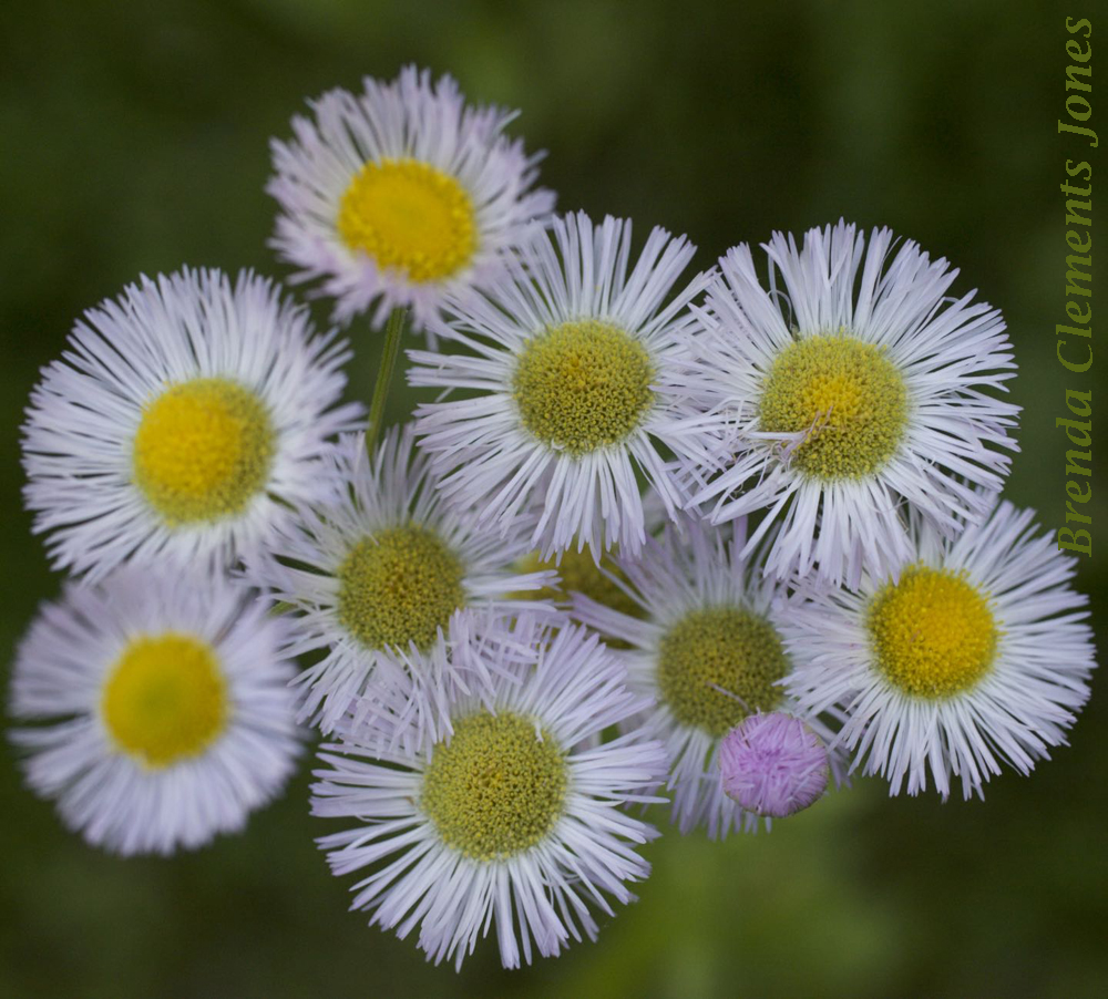 Philadelphia Fleabane