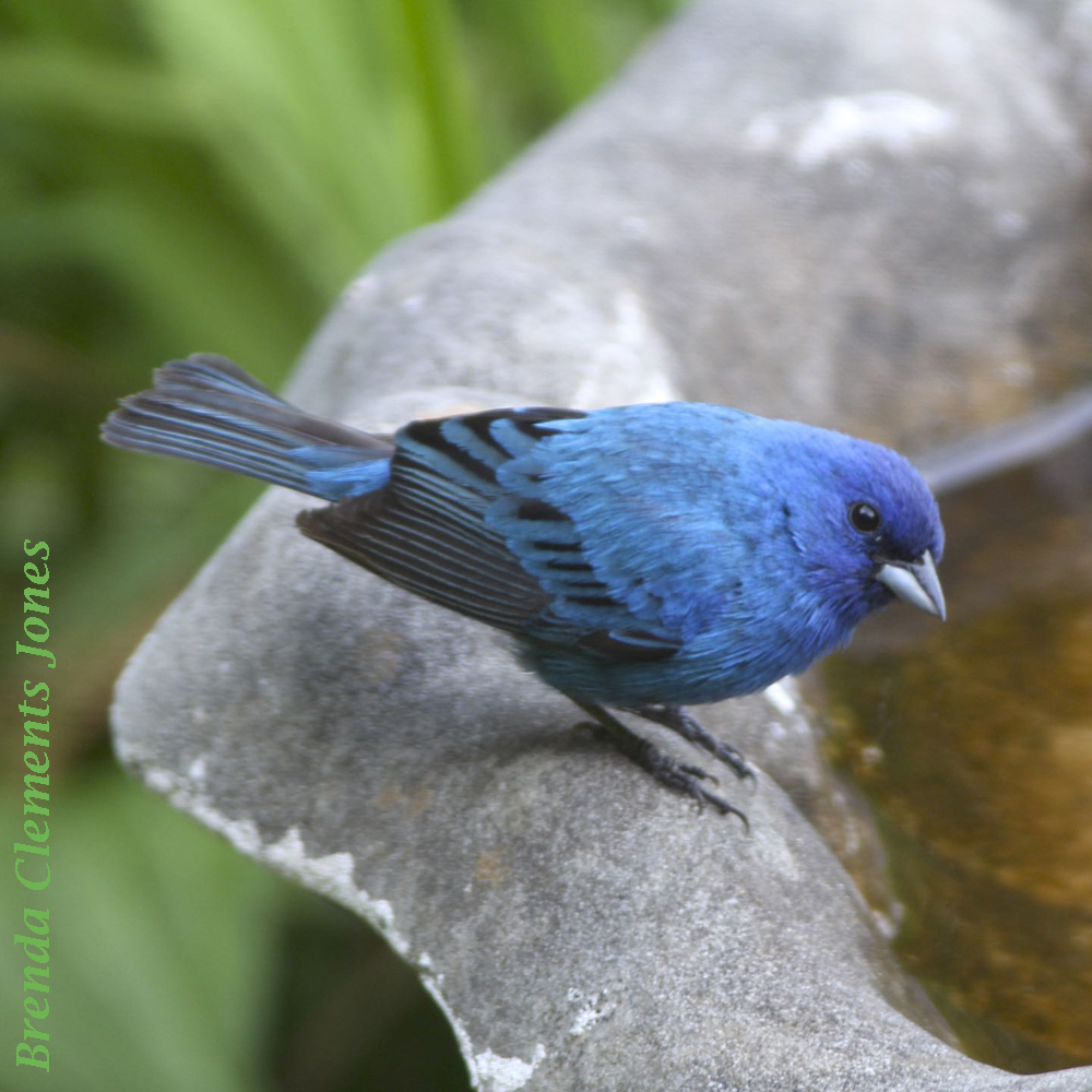 Summer Resident Has Arrived – Indigo Bunting