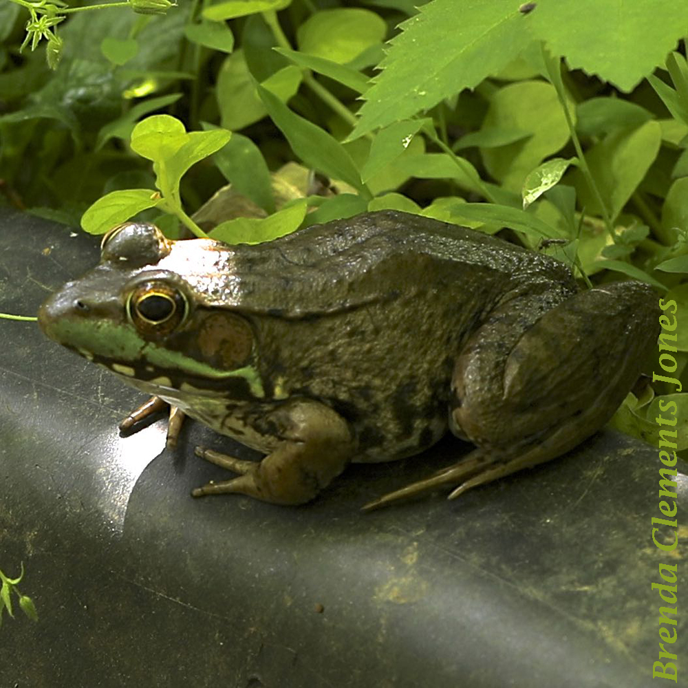 Green Frog