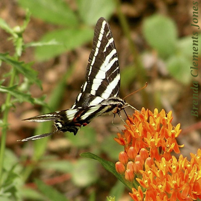 zebra swallowtail butterfly plants zone 10 florida for sale