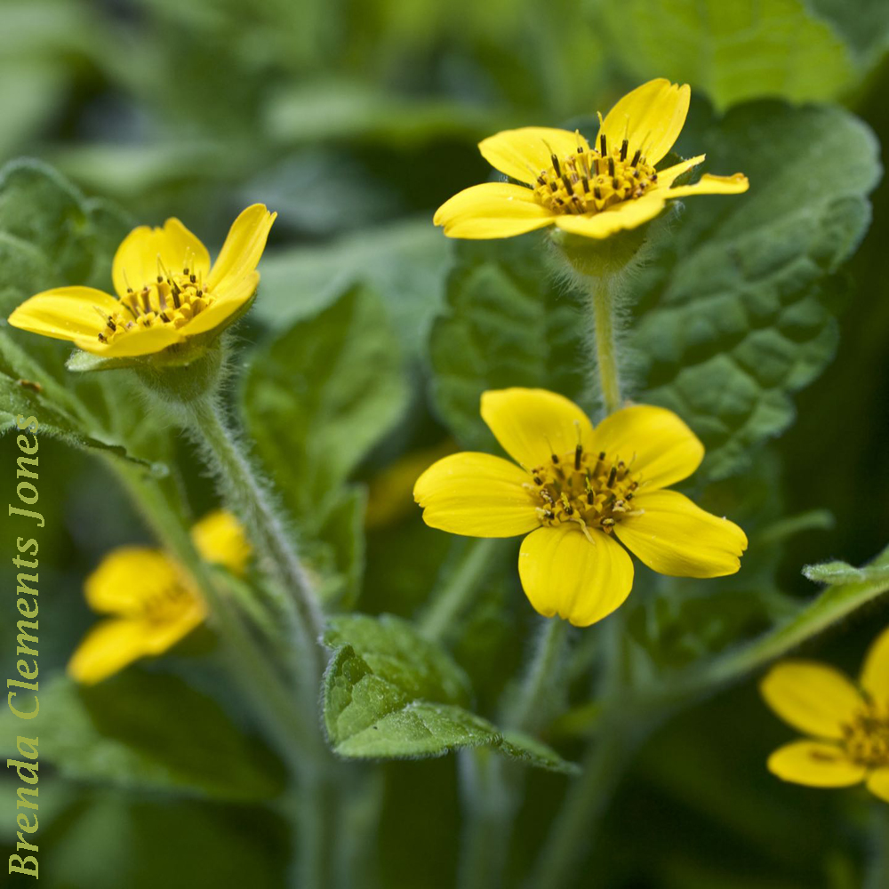 Green and Gold, Mid-May