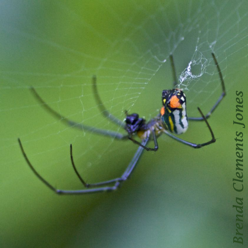 Orchard Orb-weaver Spider