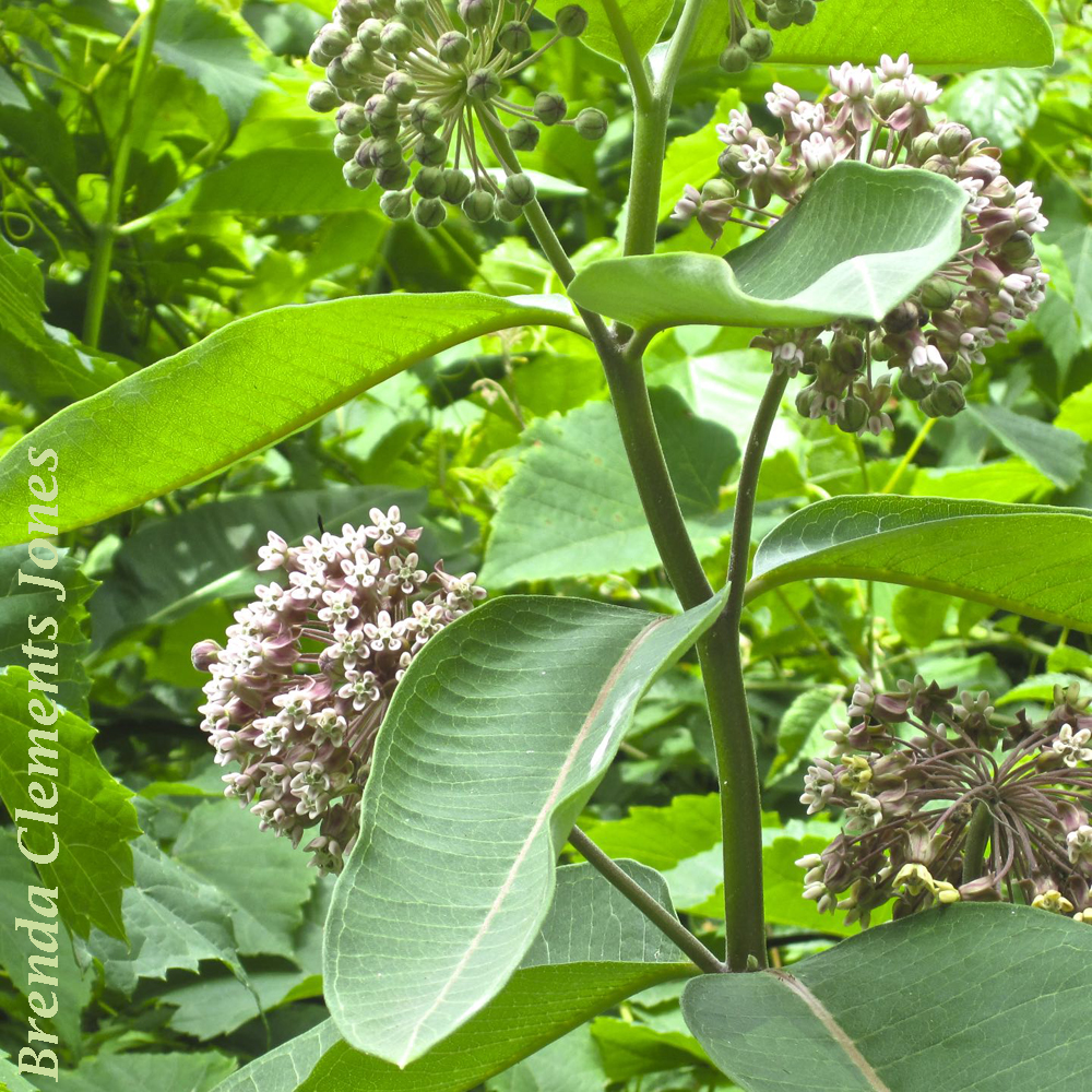 What Does A Common Milkweed Plant Look Like