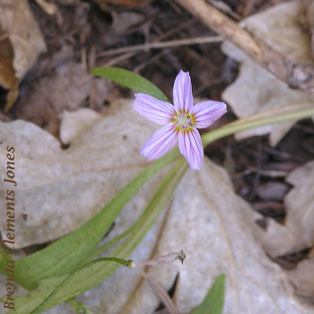 Western Springbeauty