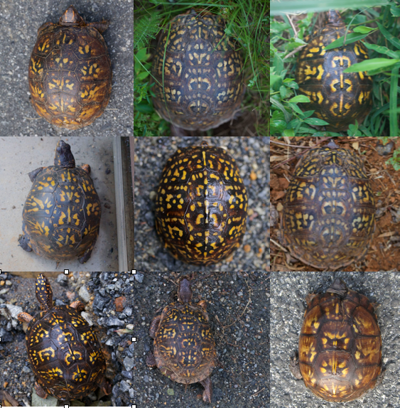 Common Box Turtle