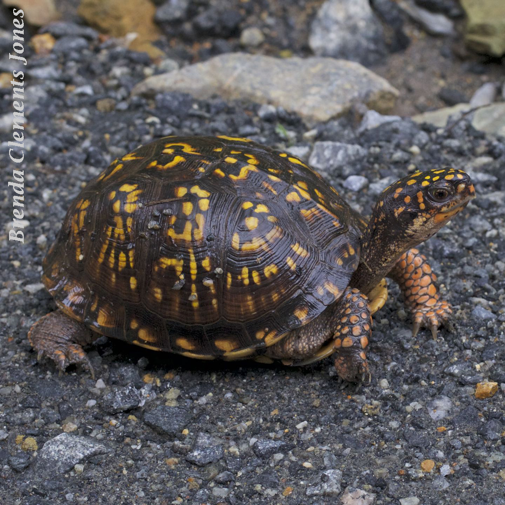 Common Box Turtle