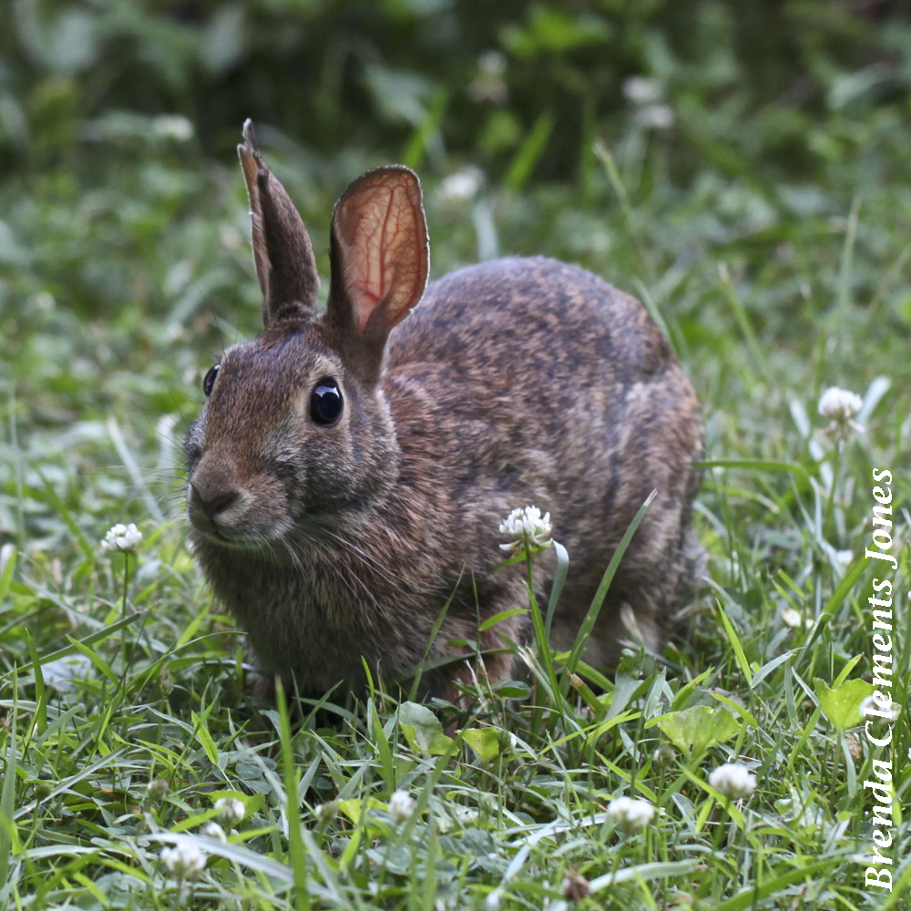 Eastern Cottontail