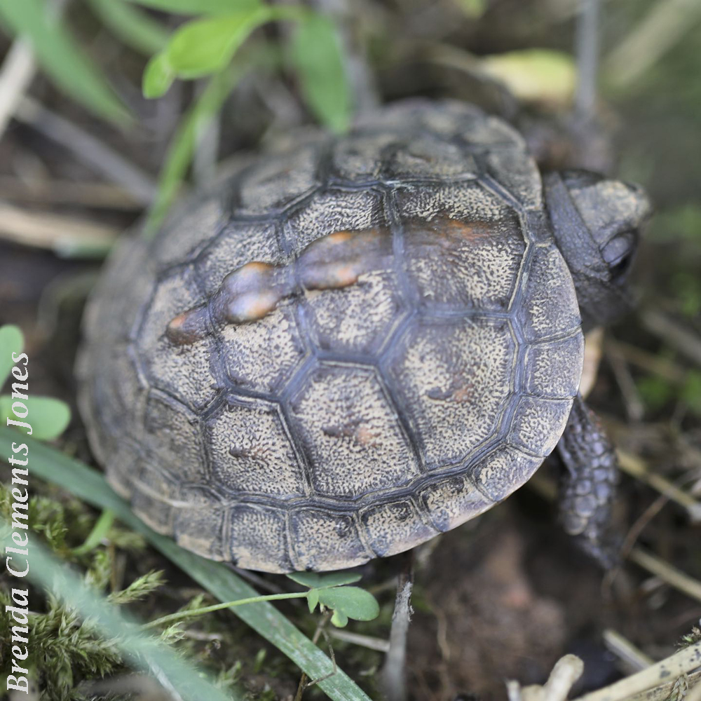 Baby Common Box Turtle