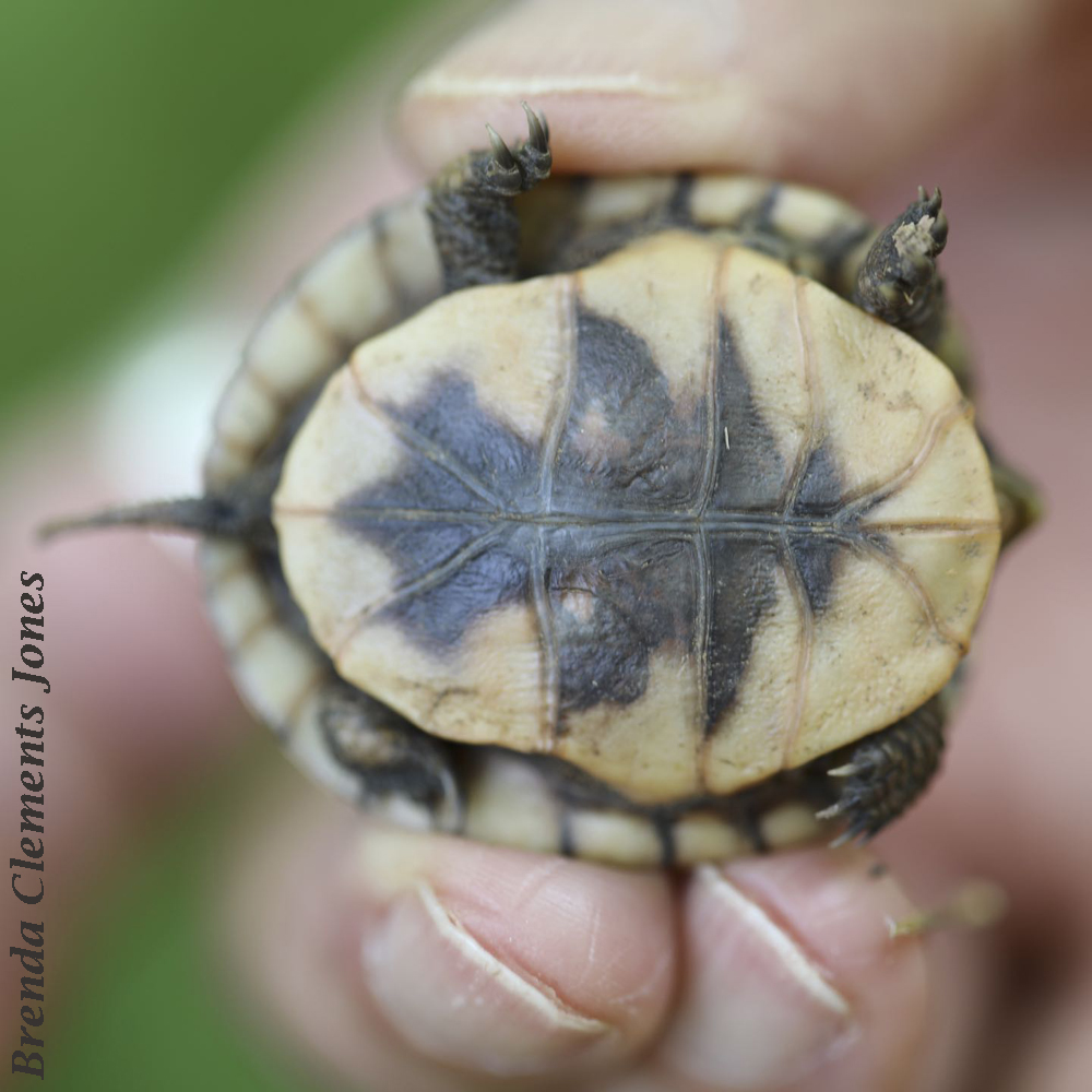 Baby Common Box Turtle