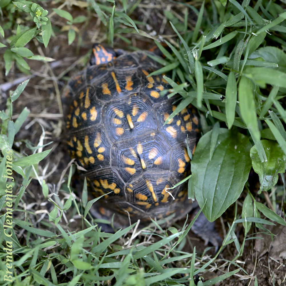 Baby Common Box Turtle