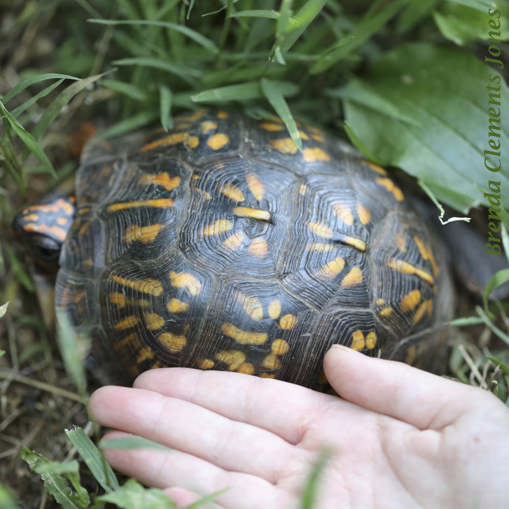 So Many Common Box Turtles