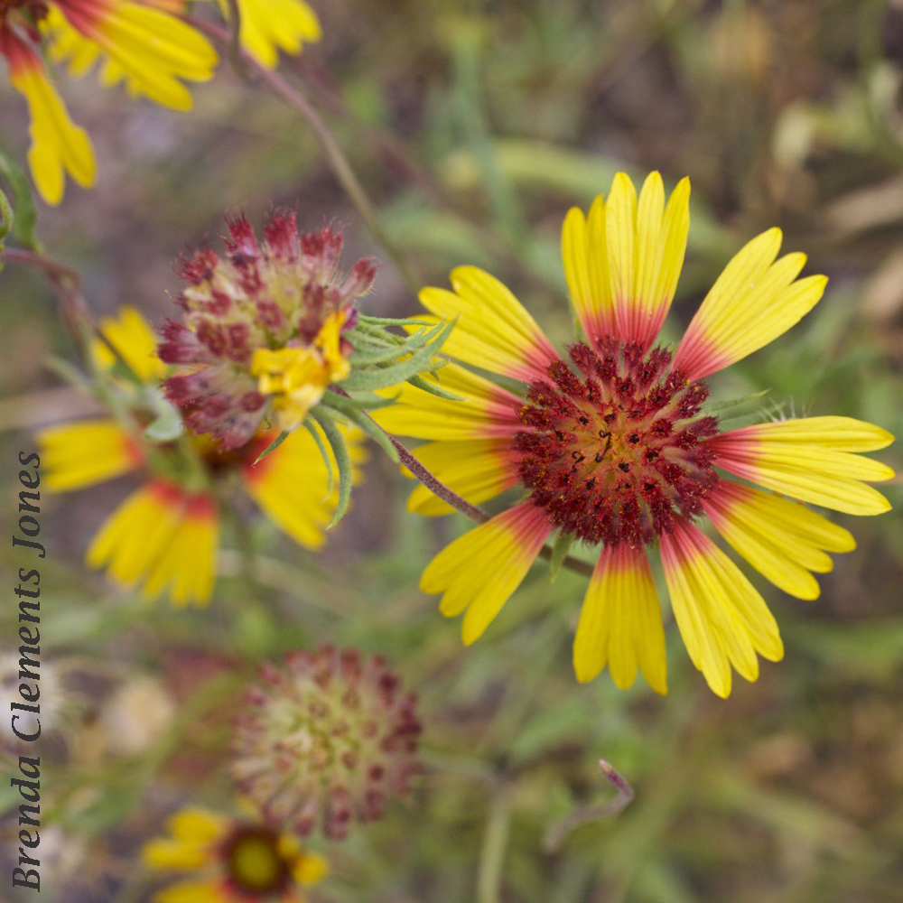 Gaillardia