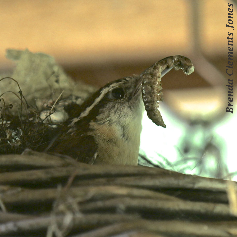 Carolina Wrens – 2nd Brood