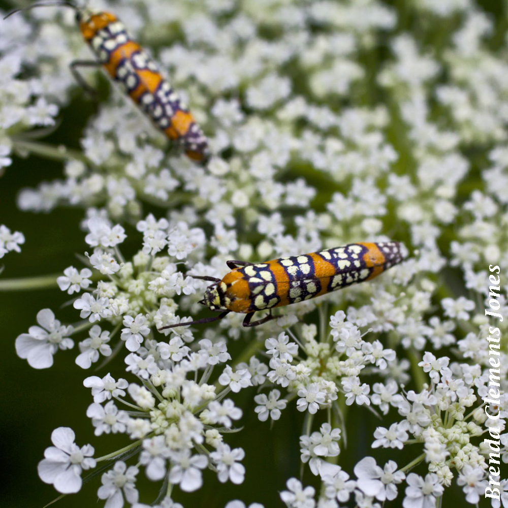 Ailanthus Webworm Moth