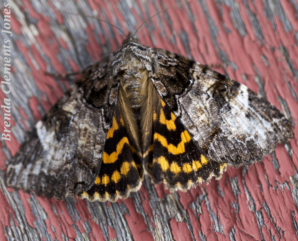 Locust Underwing