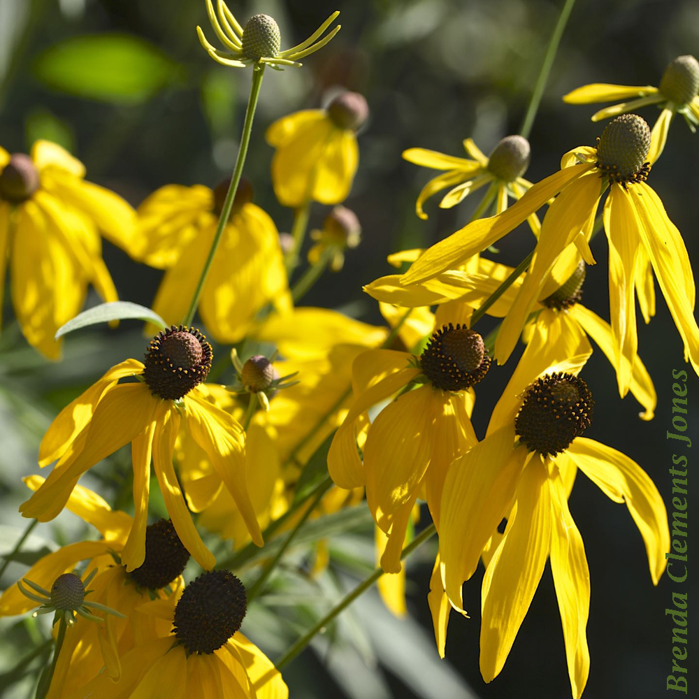 Gray-headed Coneflower