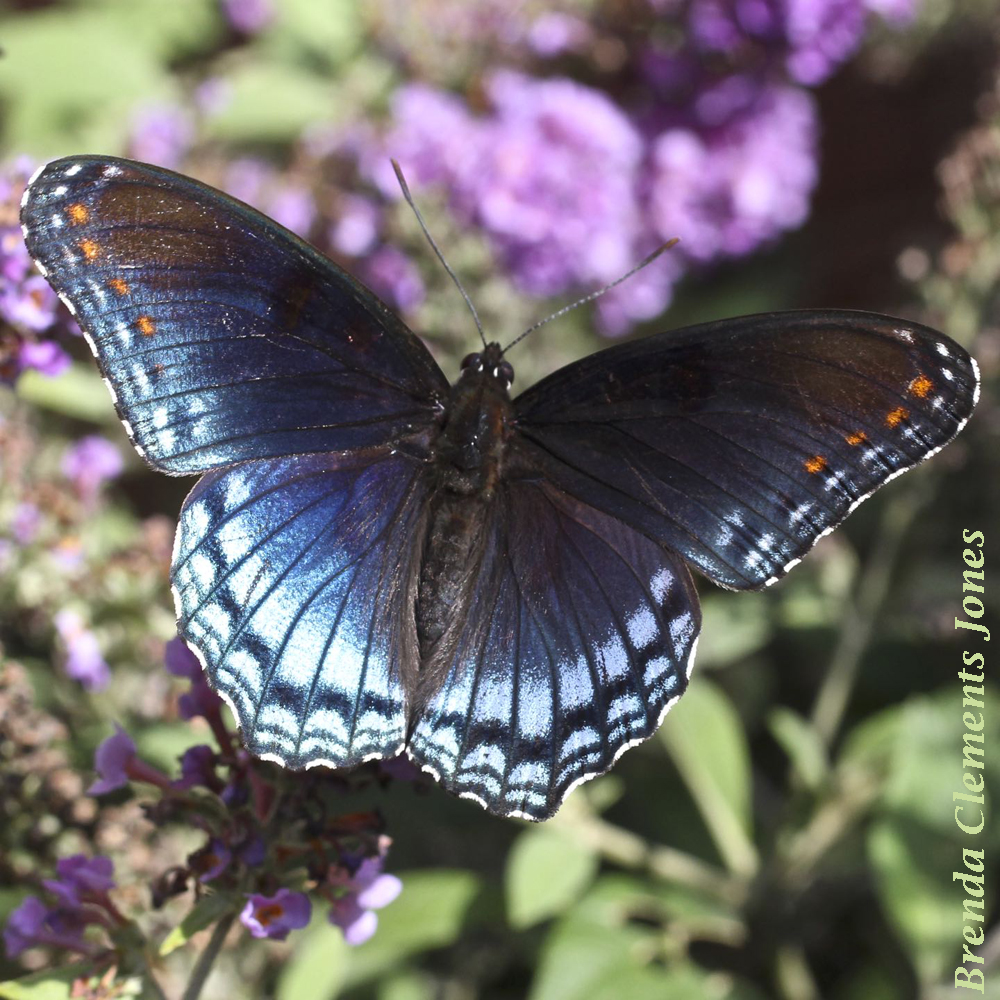 Spicebush Swallowtail