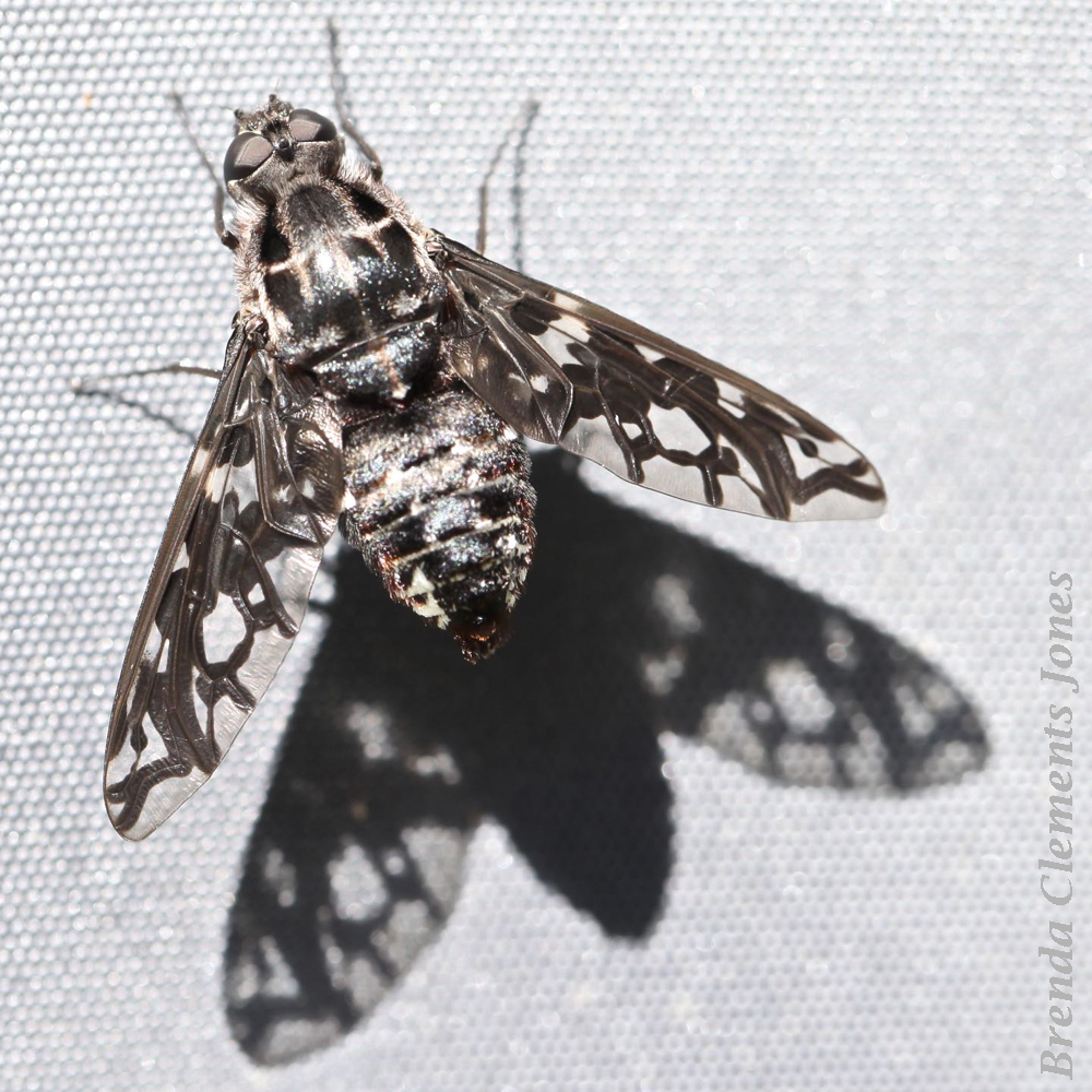 Tiger Bee Fly