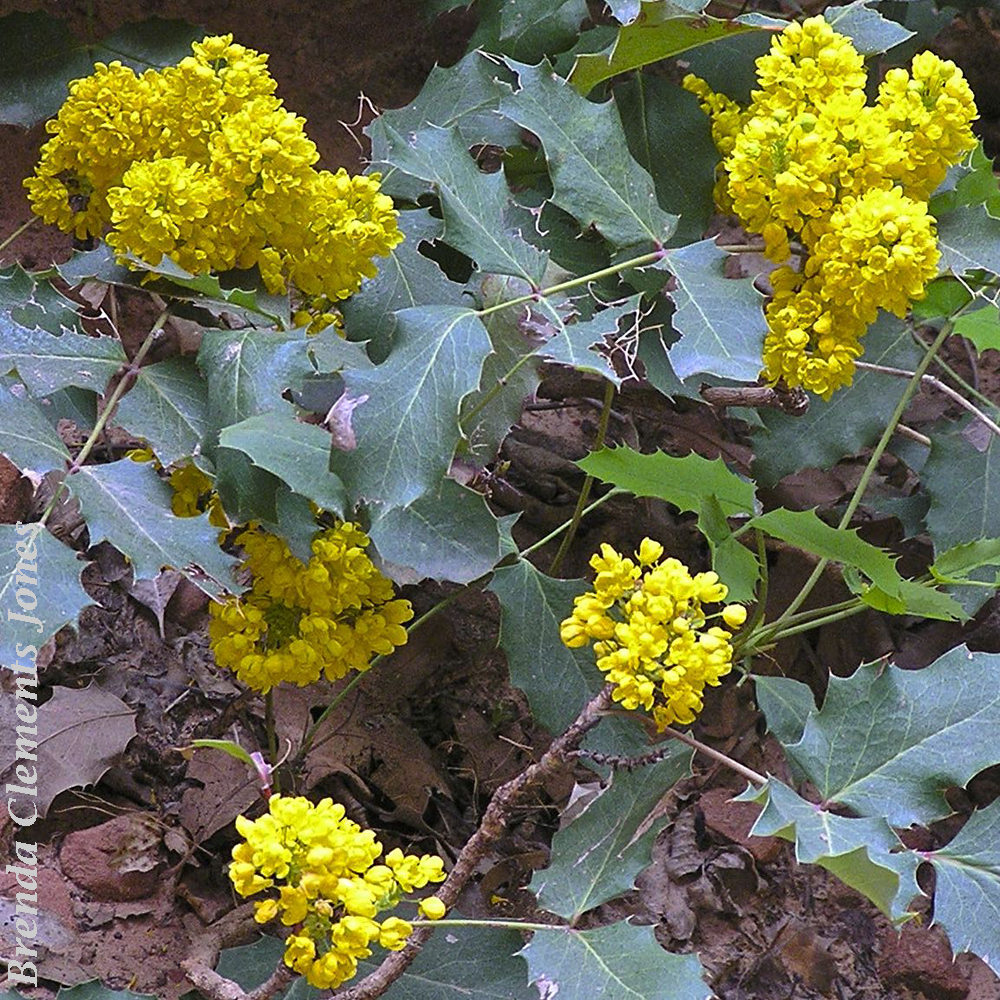 Oregon Grape Holly