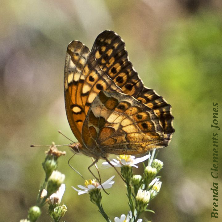 Variegated Fritillary