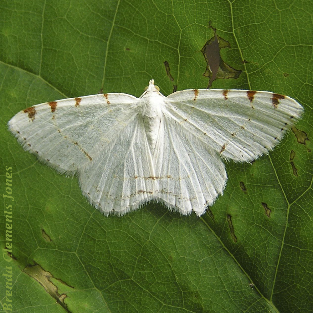 Lesser Maple Spanworm Moth