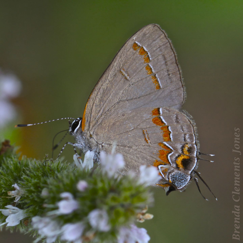 Red-banded Hairstreak