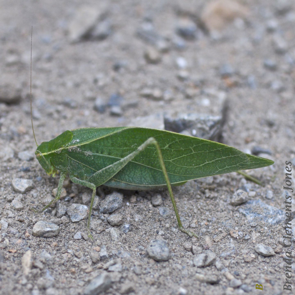 Katydids