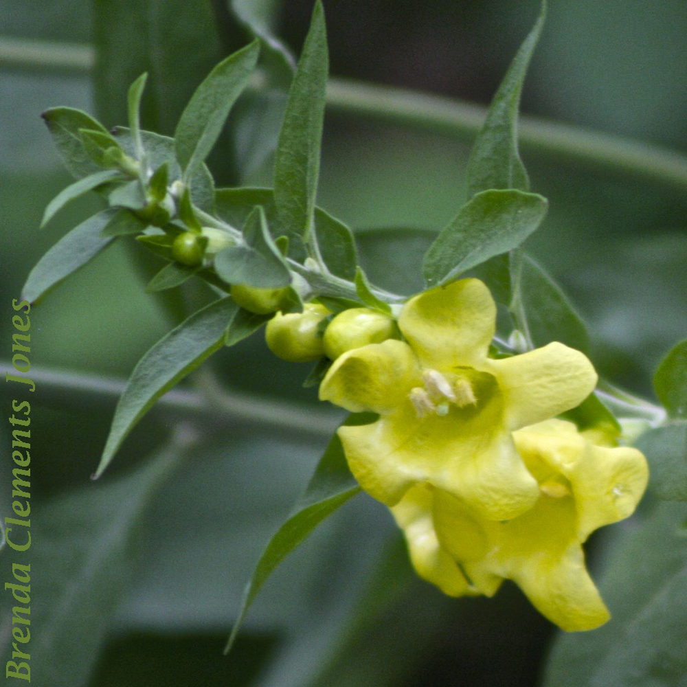 Smooth False Foxglove