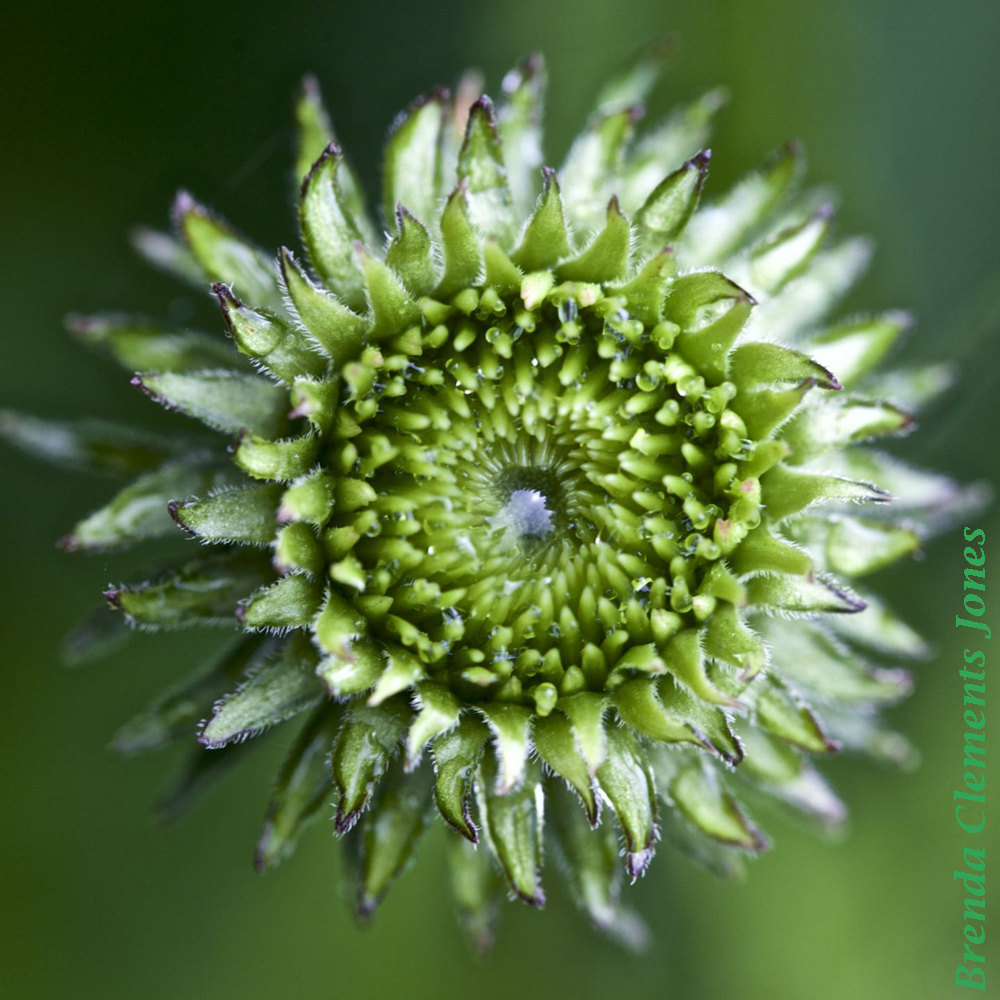 Echinacea