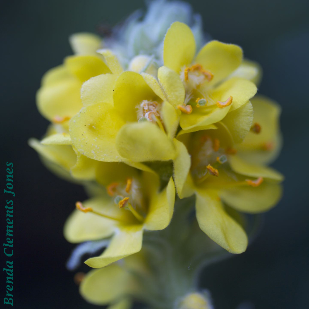 Common Mullein