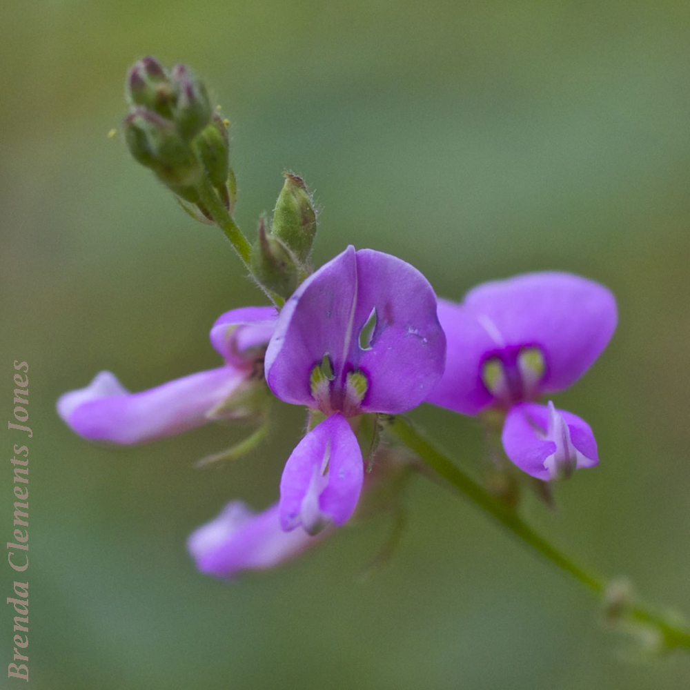 Naked-flowered Tick Trefoil