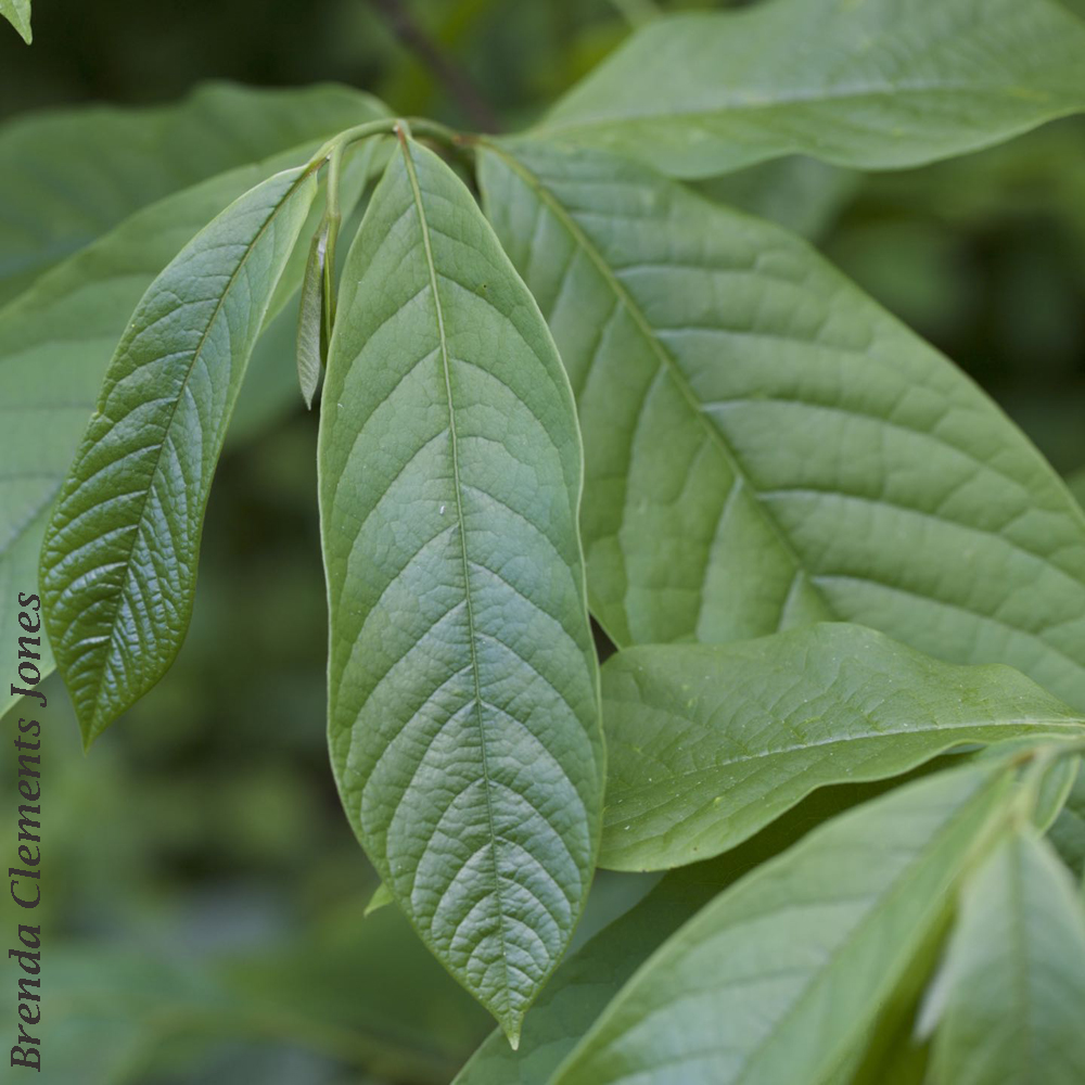 The PawPaw Patch – Tendrils