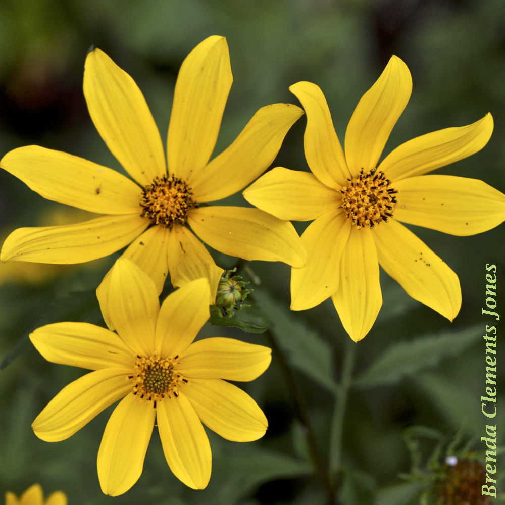 Long-Bracted Tickseed Sunflower