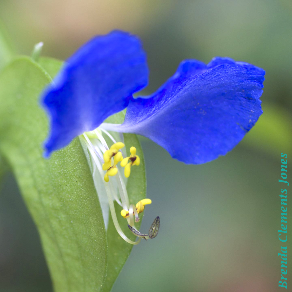 Asia Dayflower