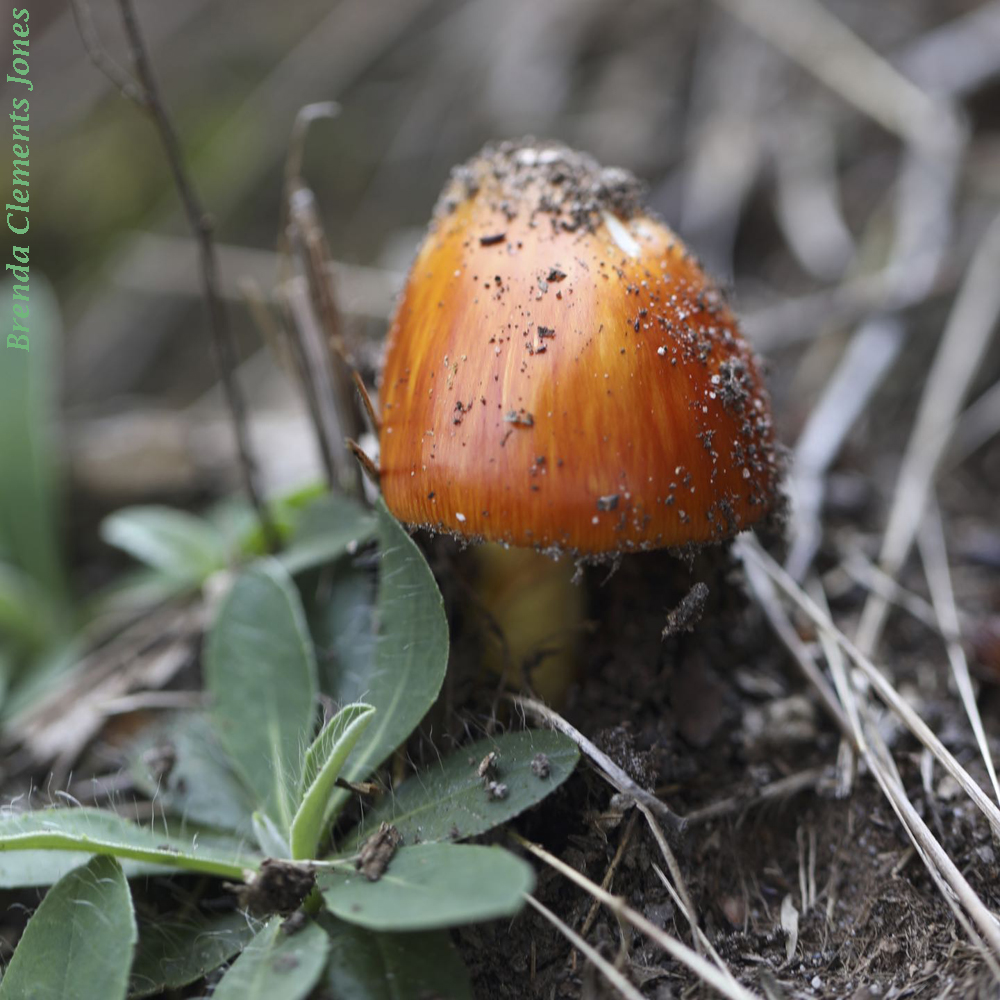 Blackening Waxcap