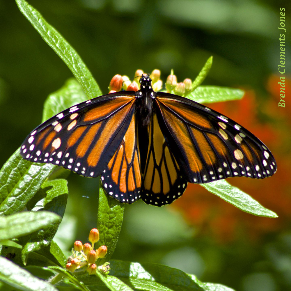 Monarch Migration Time